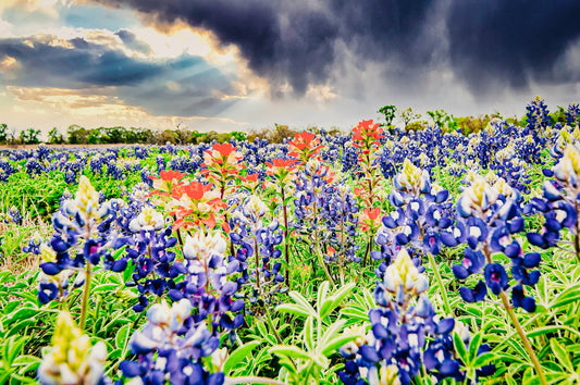 Wimberley Puzzle Company Chappell Hill Wildflowers - A Texas Bluebonnet Puzzle